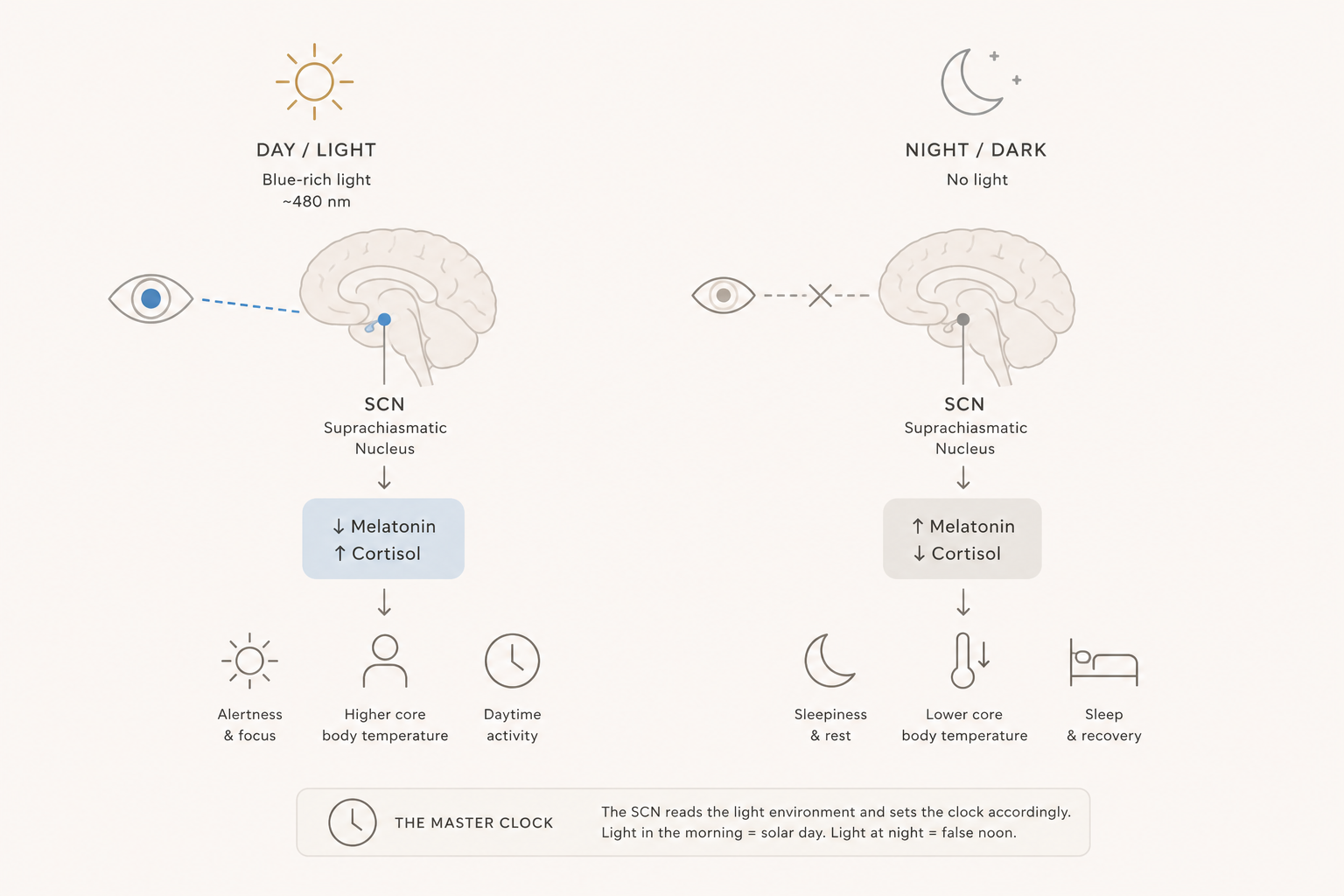 AM citrus, PM lavender — scent entrains the circadian clock.